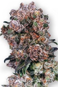 Blueberry - DUTCH PASSION