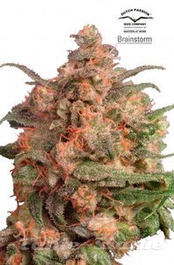 Brainstorm - DUTCH PASSION