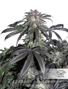Bubba Island Kush - DUTCH PASSION