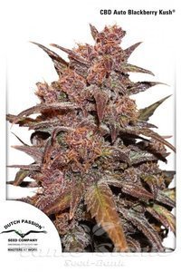 CBD Auto Blackberry Kush - DUTCH PASSION
