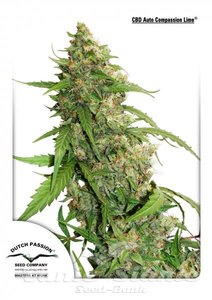 CBD Auto Compassion Lime - DUTCH PASSION