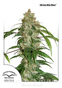 CBD Auto White Widow - DUTCH PASSION