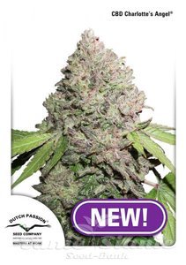 CBD Charlotte’s Angel - DUTCH PASSION