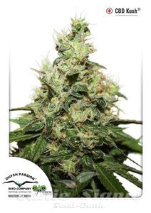 CBD Kush - DUTCH PASSION
