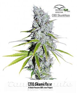 CBD Skunk Haze - DUTCH PASSION