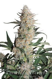 Critical Orange Punch - DUTCH PASSION