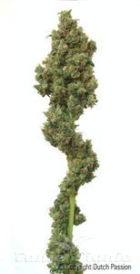 Euforia - DUTCH PASSION
