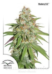 Glueberry O.G. - DUTCH PASSION