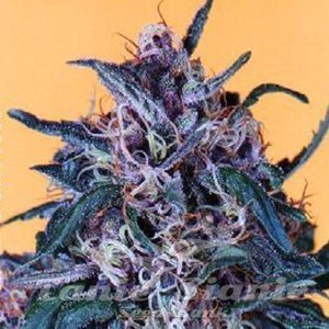 Hollands Hope - DUTCH PASSION