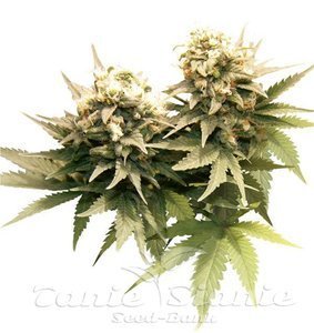 Masterkush - DUTCH PASSION