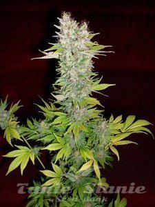 Mazar - DUTCH PASSION