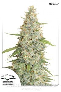 Meringue - DUTCH PASSION