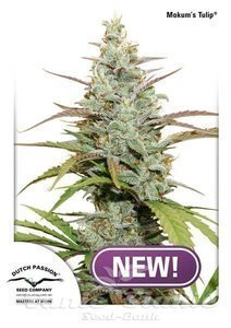 MOKUM'S TULIP - DUTCH PASSION