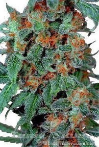 Orange Bud - DUTCH PASSION