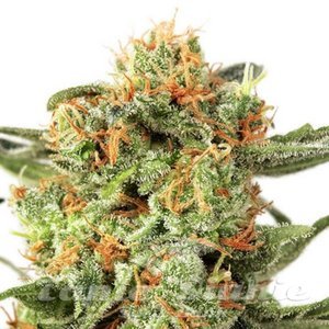 Orange Hill Special - DUTCH PASSION