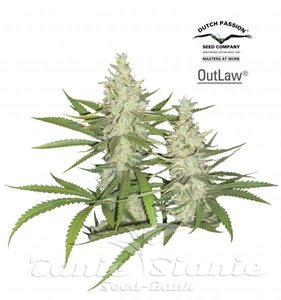 Outlaw Amnesia - DUTCH PASSION