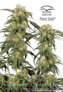 Pamir Gold - DUTCH PASSION