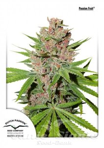 Passion Fruit - DUTCH PASSION