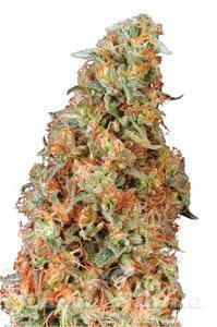 Power Plant - DUTCH PASSION