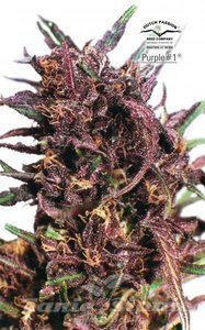 Purple#1 - DUTCH PASSION