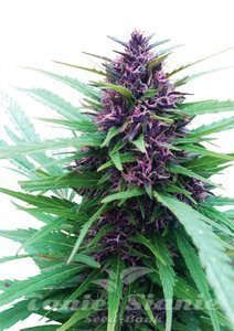 Shaman - DUTCH PASSION