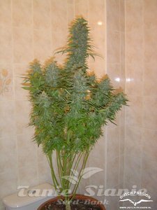 Skunk #11 - DUTCH PASSION