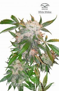 White Widow - DUTCH PASSION