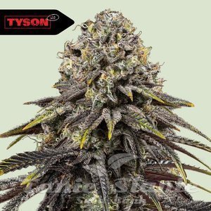 Dynamite Diesel - ROYAL QUEEN SEEDS X TYSON 2.0