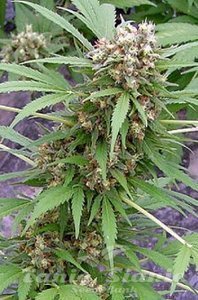 Early AK Fast - BIOGENETIC