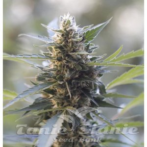 Early Skunk - BIOGENETIC