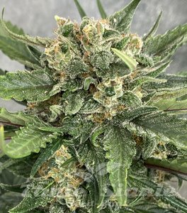 Easy Sativa Fast - BIOGENETIC