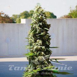 Easy Sativa x Passion - BIOGENETIC