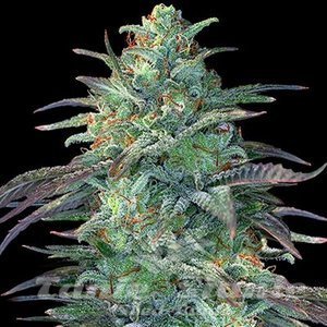 EGGNOG OG - G13 LABS