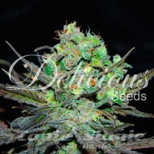 Nasiona Eleven Roses - DELICIOUS SEEDS