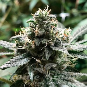 Nasiona Eli - R-KIEM SEEDS