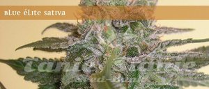 Blue Elite Indica - ELITE SEEDS