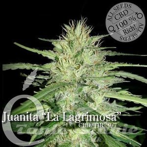Juanita"La Lagrimosa" - ELITE SEEDS