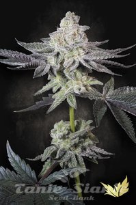 Emerald Envy - PARADISE SEEDS