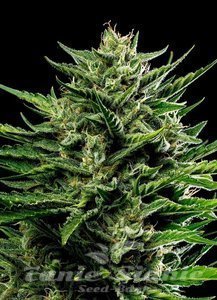 Emerald Fire OG Auto - HUMBOLDT SEED COMPANY