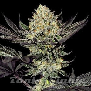 Face Mask - G13 LABS