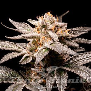 Nasiona Fancy - R-KIEM SEEDS