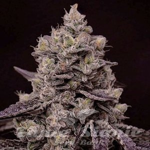 Fanta Sea RBX - ETHOS GENETICS