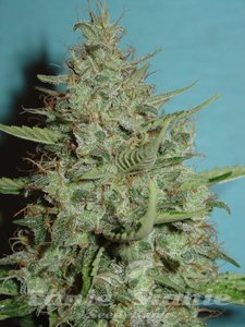 Super Chrystal - FANTASEEDS