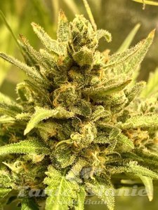 Fast Shaman - BIOGENETIC