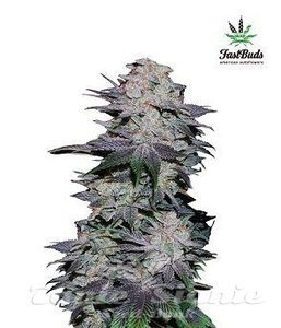 Blackberry Auto - FASTBUDS