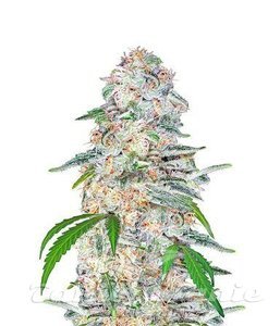 Blue Dream Matic Auto - FASTBUDS