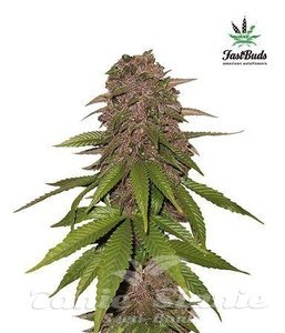 C4 Matic Auto - FASTBUDS