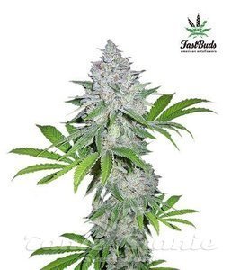 Californian Snow Auto - FASTBUDS