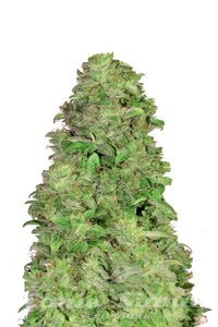 CBD 20:1 Auto - FASTBUDS