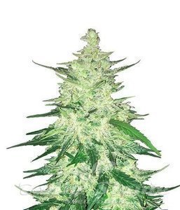 CBD Crack Auto - FASTBUDS